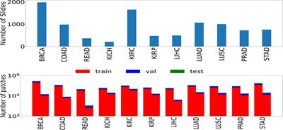 Exploring Histological Similarities Across Cancers From a Deep Learning Perspective